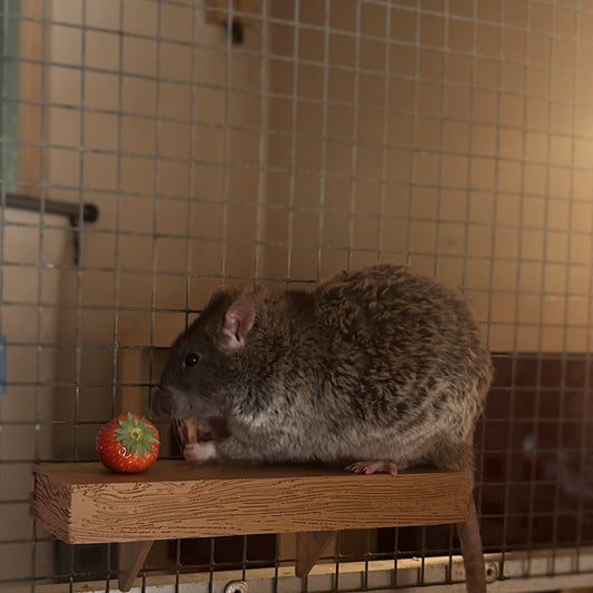Zilverkleurige rat op een verstelbaar knaagdierplankje van houtkleurig PLA, bevestigd aan de tralies van een kooi.